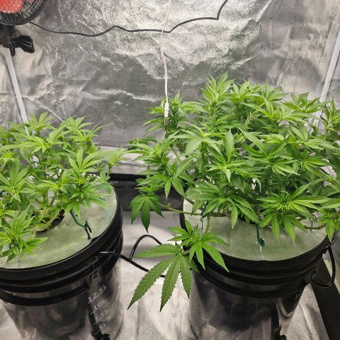 Purpel Kush, White whidoow-Norther light growlog photo: Vor dem Haare schneiden und danach 