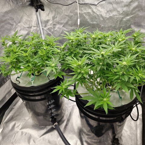 Purpel Kush, White whidoow-Norther light growlog timeline photo