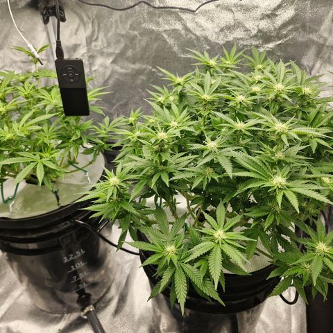 Purpel Kush, White whidoow-Norther light growlog timeline photo