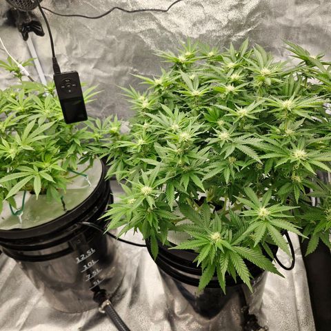 Purpel Kush, White whidoow-Norther light growlog timeline photo