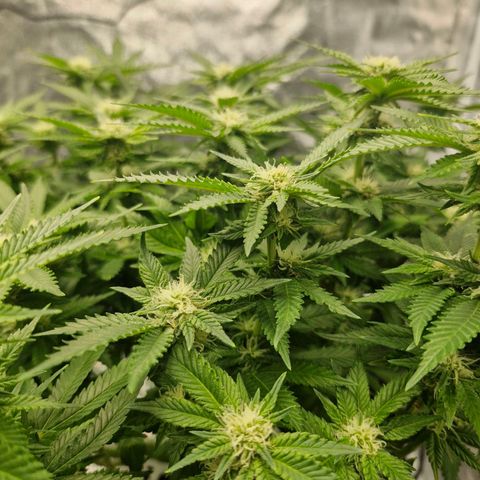 Purpel Kush, White whidoow-Norther light growlog timeline photo
