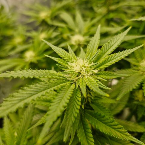 Purpel Kush, White whidoow-Norther light growlog timeline photo