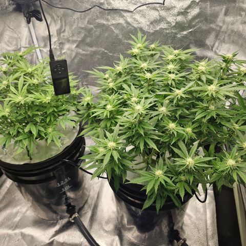 Purpel Kush, White whidoow-Norther light growlog timeline photo