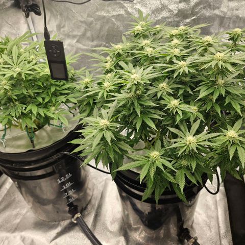 Purpel Kush, White whidoow-Norther light growlog timeline photo