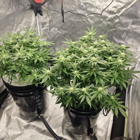 Purpel Kush, White whidoow-Norther light growlog timeline photo