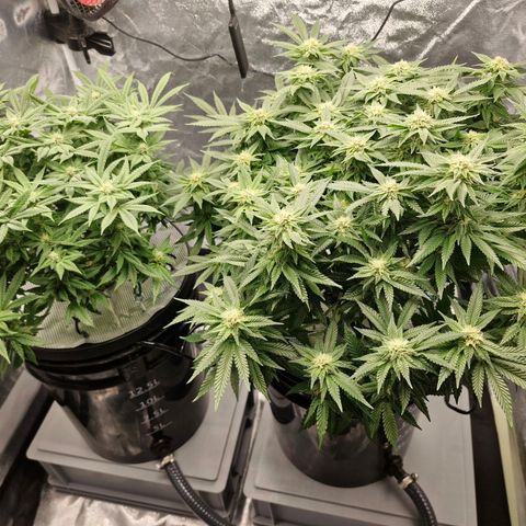 Purpel Kush, White whidoow-Norther light growlog timeline photo