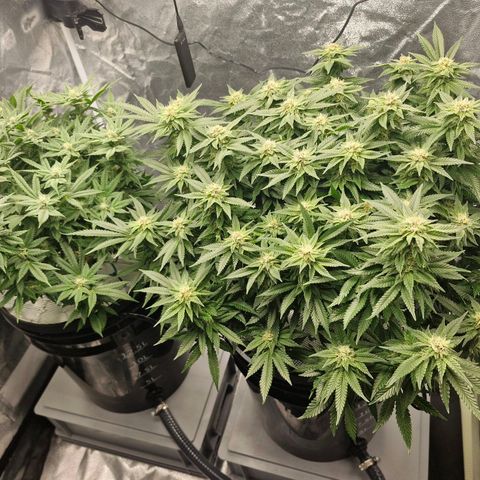 Purpel Kush, White whidoow-Norther light growlog timeline photo