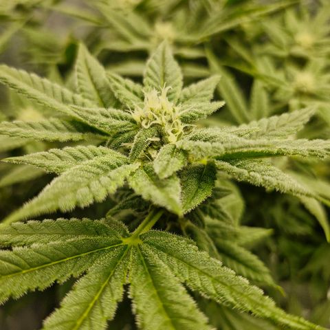 Purpel Kush, White whidoow-Norther light growlog timeline photo