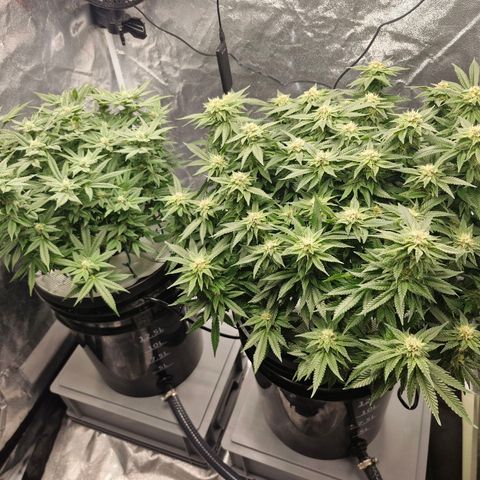 Purpel Kush, White whidoow-Norther light growlog timeline photo