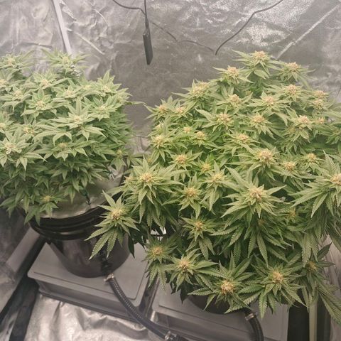 Purpel Kush, White whidoow-Norther light growlog timeline photo
