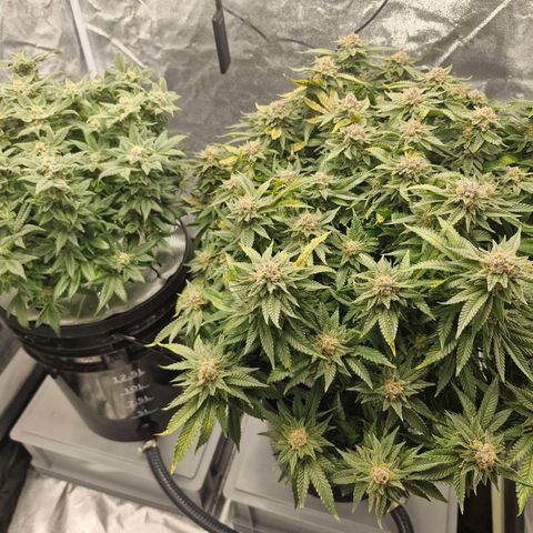 Purpel Kush, White whidoow-Norther light growlog timeline photo