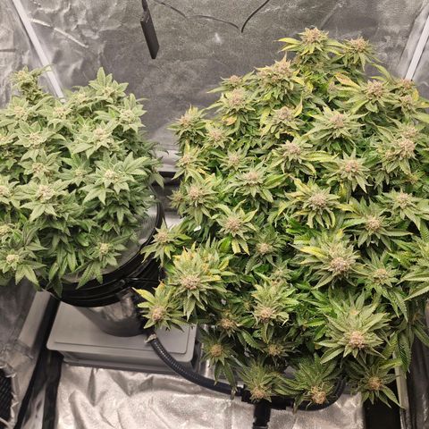 Purpel Kush, White whidoow-Norther light growlog timeline photo
