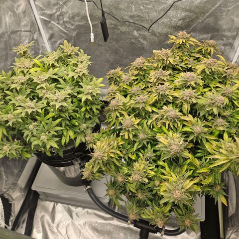 Purpel Kush, White whidoow-Norther light growlog timeline photo