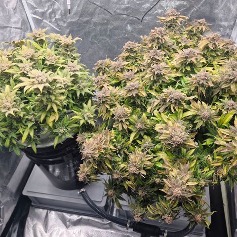 Purpel Kush, White whidoow-Norther light growlog timeline photo