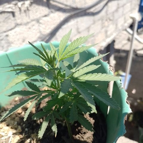 Genética desconocida growlog photo: Floración