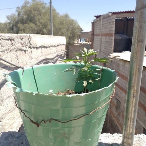 Genética desconocida growlog photo: Floración