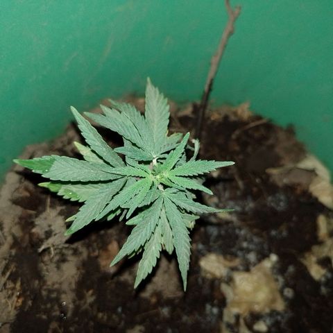 Genética desconocida growlog timeline photo
