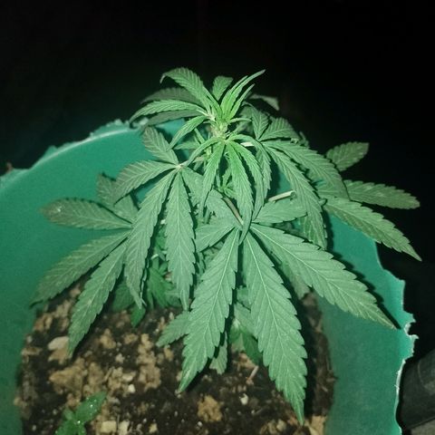 Genética desconocida growlog timeline photo