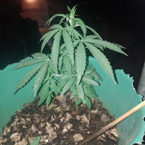 Genética desconocida growlog timeline photo