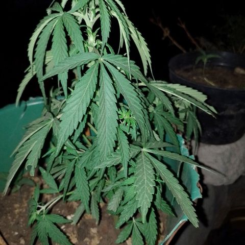 Genética desconocida growlog timeline photo