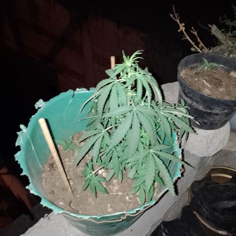 Genética desconocida growlog timeline photo