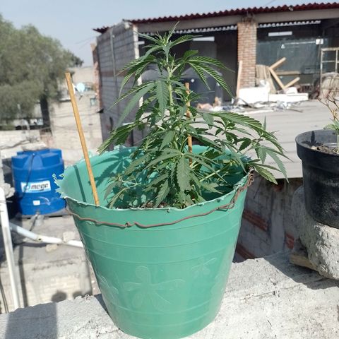 Genética desconocida growlog timeline photo