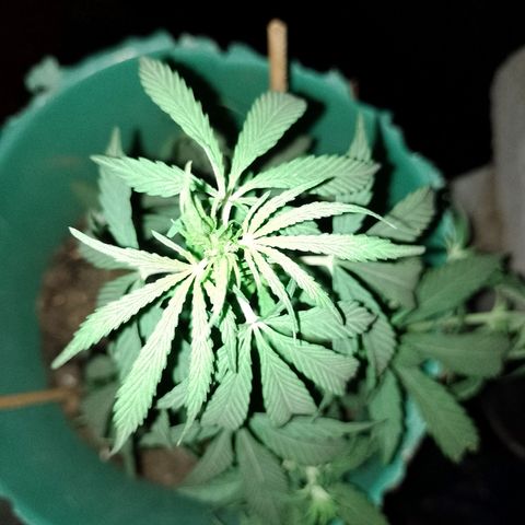 Genética desconocida growlog timeline photo