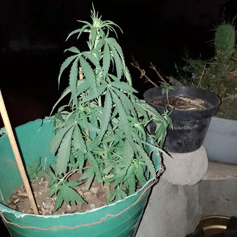 Genética desconocida growlog timeline photo