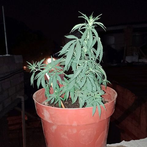 Genética desconocida growlog photo: Transplante