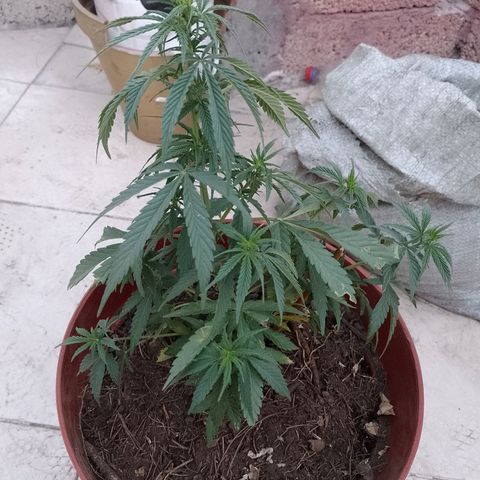 Genética desconocida growlog timeline photo