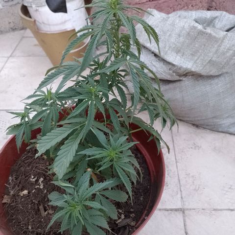 Genética desconocida growlog timeline photo