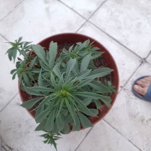 Genética desconocida growlog timeline photo