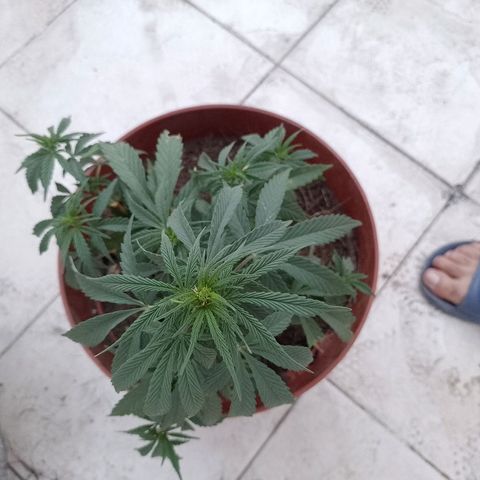 Genética desconocida growlog timeline photo