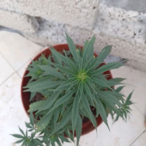 Genética desconocida growlog photo: Semana 4 de floración 