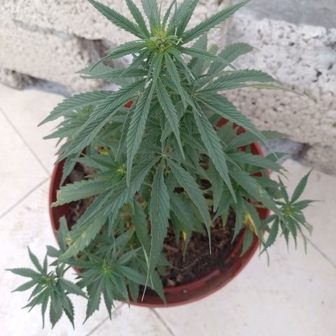 Genética desconocida growlog photo: Semana 4 de floración 