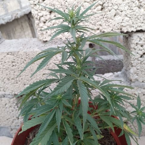 Genética desconocida growlog photo: Semana 4 de floración 