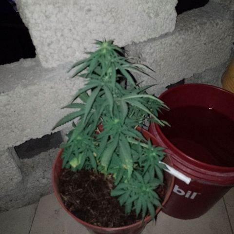 Genética desconocida growlog timeline photo