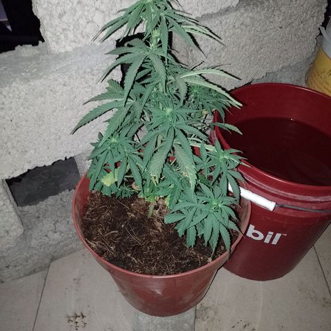 Genética desconocida growlog timeline photo
