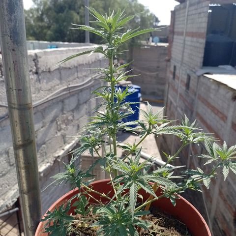 Genética desconocida growlog timeline photo