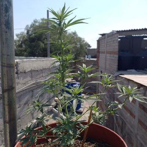 Genética desconocida growlog timeline photo