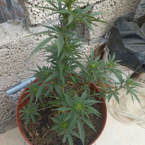 Genética desconocida growlog timeline photo