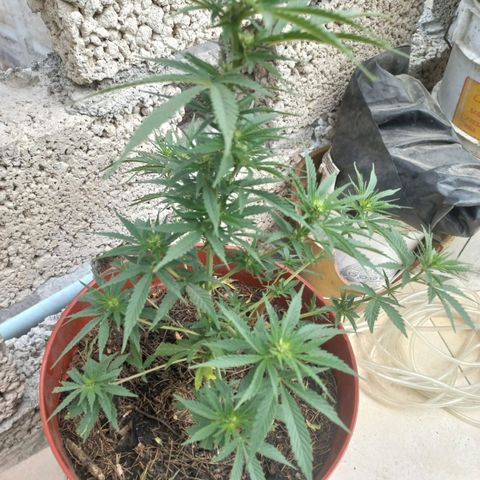 Genética desconocida growlog timeline photo