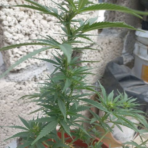 Genética desconocida growlog timeline photo