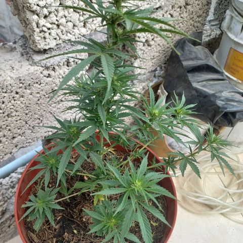 Genética desconocida growlog timeline photo