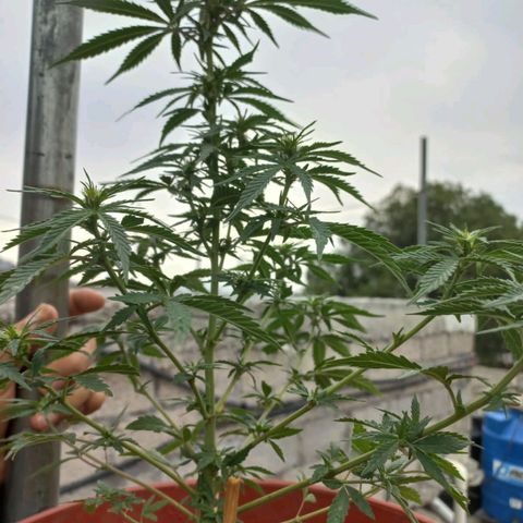 Genética desconocida growlog timeline photo