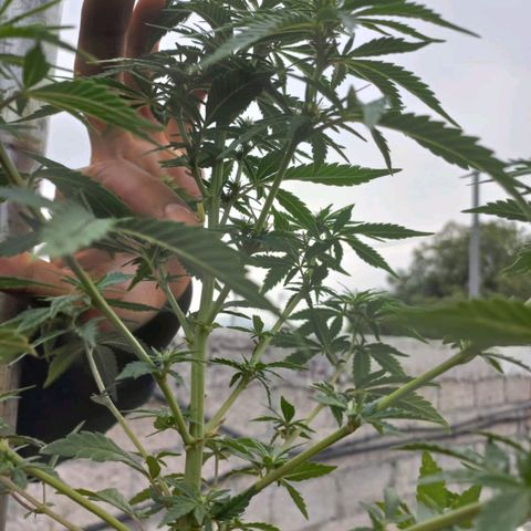 Genética desconocida growlog timeline photo