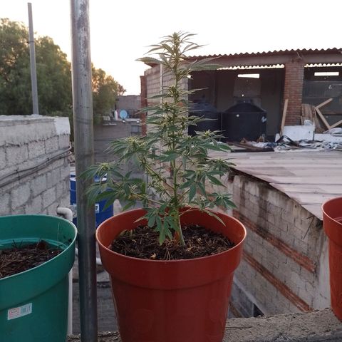 Genética desconocida growlog photo: Se ve fosforescente