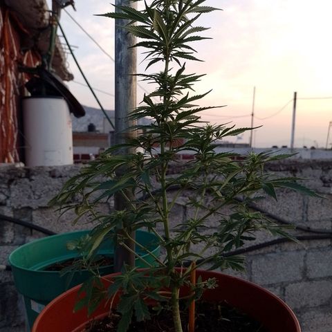Genética desconocida growlog photo: Se ve fosforescente