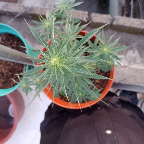 Genética desconocida growlog photo: Se ve fosforescente