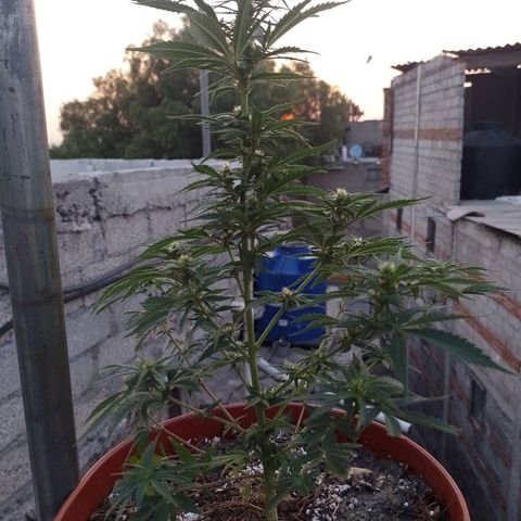 Genética desconocida growlog timeline photo